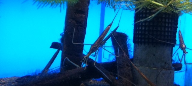 井の頭自然園の分園、動物がいないので、長男には不評でした