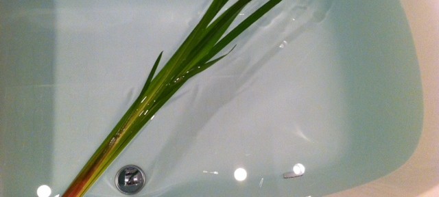 昨年は菖蒲が怖くて眉間にしわを寄せていた長男が、普通に振り回せるようになりました。