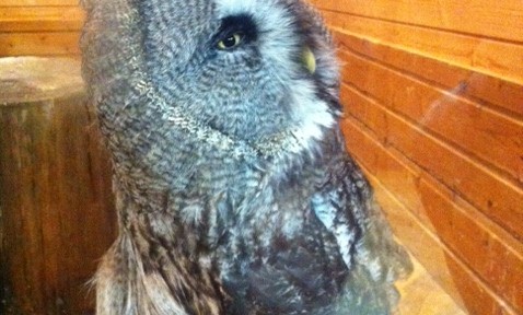 那須どうぶつ王国、バードショーが圧巻でおすすめ。鳥ってすごいなぁ。