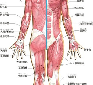 筋肉をつけたいなら、まず筋肉を学ぶところからスタートですね。