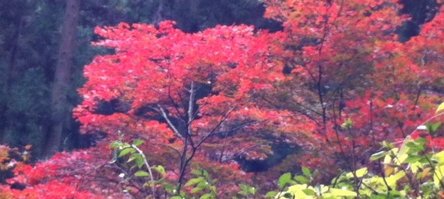 思い立ったら紅葉狩り。鮮やかな赤の紅葉が好き。