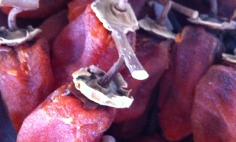 干し柿、白い粉をふいて欲しかったんだけど、そこまでうまくはできませんでした。