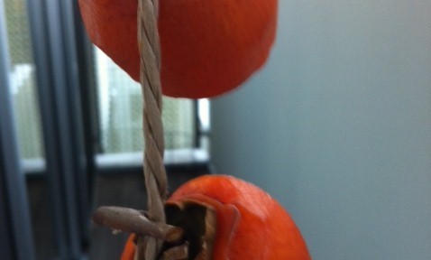 干し柿を作っています。はやく食べたいなぁ、楽しみ。