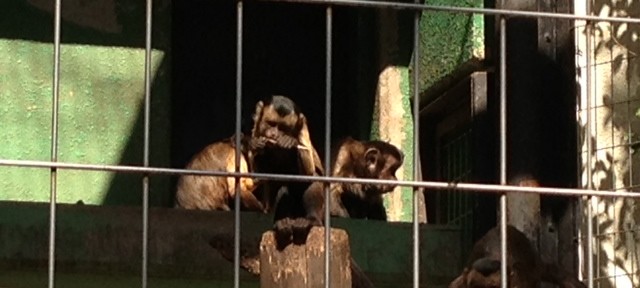 千葉動物公園でみたフサオマキザルが、知り合いの社長にそっくりで微笑ましい。