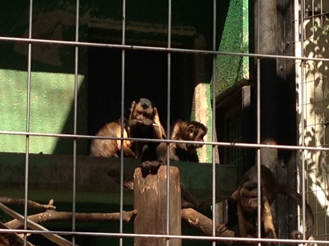 千葉動物公園でみたフサオマキザルが、知り合いの社長にそっくりで微笑ましい。