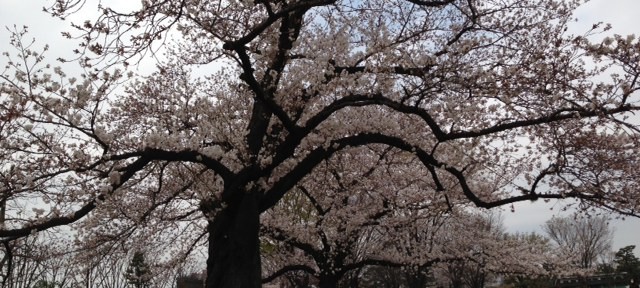 お花見。今日はちょっと寒かったので、焼酎お湯割。子どもたちは勝手に遊んでね。