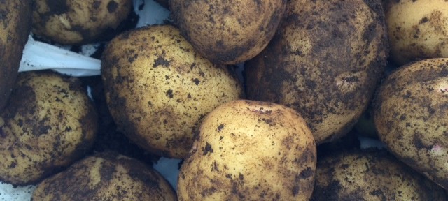 長男と芋ほり、盛り上がったけど、割り当てが2株だけだったので、ちょっぴり欲求不満。