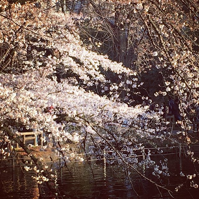 井の頭公園の桜、咲いてはいるものの、満開からは程遠い感じでした。宴会している人も少なかったです。  – Instagramより