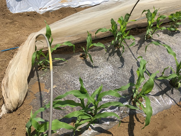 暑い中、農作業で、疲れました。トウモロコシと枝豆の間引きと、茄子とピーマンの苗を植えました。