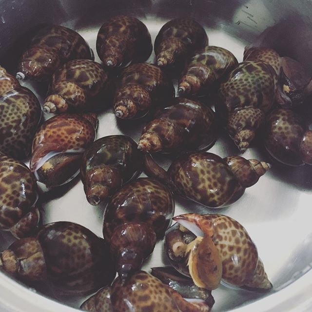 ばい貝。旬で美味しいらしい。早く食べたいなぁ〜。  – Instagramより