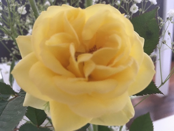 いつか誰かにもらった鉢植えの薔薇。放置しているけど、毎年、花を咲かせるらしい。素敵。