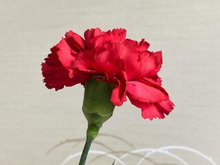 母の日なので、実家の母に買いました。カーネーション。