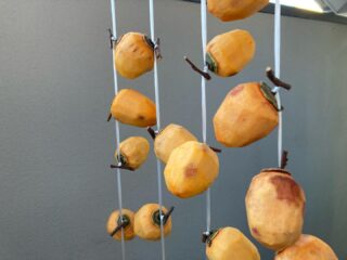 秋の風物詩、干し柿。毎度のことだけど、渋柿が甘くなることに気づいた人、天才だと思う。